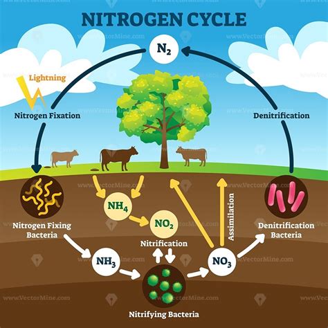 Diagram of Biology - B4 - The nitrogen cycle | Quizlet