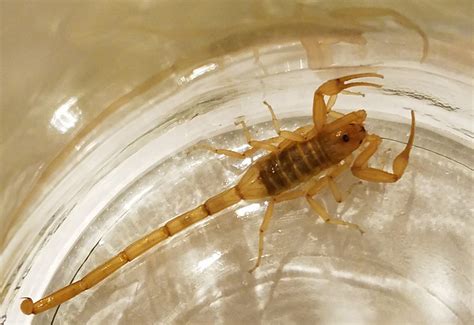 Arizona Bark Scorpion Sting: Quick Facts and Effective Treatments - What's That Bug?