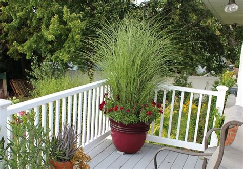 Bilal Mirza's World: Best Ornamental Grasses for Containers