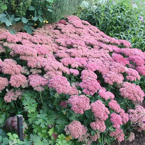 Buy stonecrop (syn Sedum Autumn Joy) Hylotelephium '(Herbstfreude Group ...