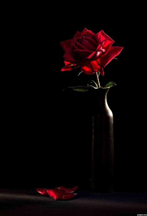 Red And Black Rose Wallpapers - Wallpaper Cave