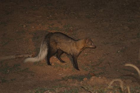 white-tailed mongoose (Ichneumia albicauda); DISPLAY FULL IMAGE.