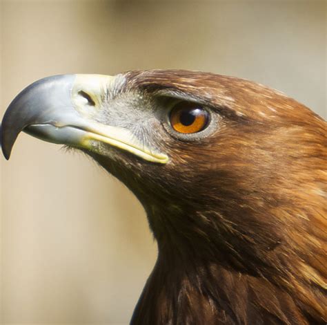 Golden Eagle - Lehigh Valley Zoo