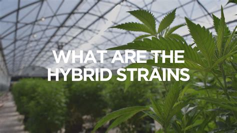 Hybrid Strains: Everything You Need to Know | Apotheca