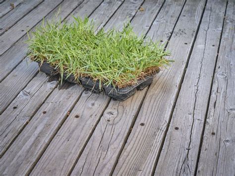 Zoysia Grass Plugs in Backyard Stock Image - Image of planting, plant ...