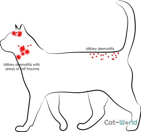Common Types of Skin Disease in Cats - Cat-World