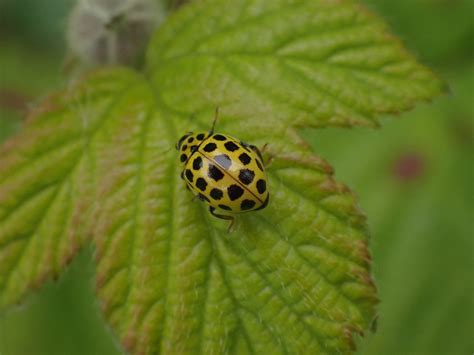 22-spot Ladybird - Natural History Society of Northumbria