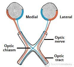 The Optic Nerve - Visual Pathway - Chiasm - Tract - TeachMeAnatomy