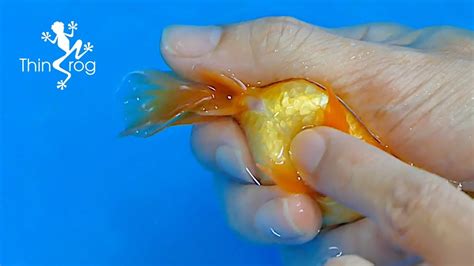 How Long Are Goldfish Pregnant Before Laying Eggs? The 20 New Answer ...