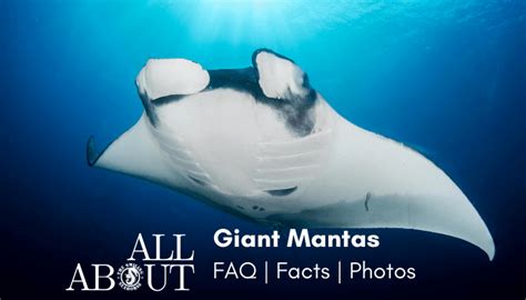 About giant oceanic manta - Diving liveaboard in Thailand and Myanmar