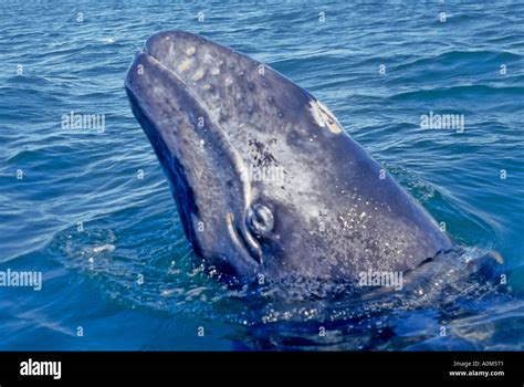 Baby gray whale looks hi-res stock photography and images - Alamy