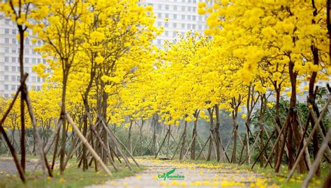 TOP 10+ Cây Hoa Vàng Trồng Ven đường Cho Cảnh Quan đẹp Ngây Ngất