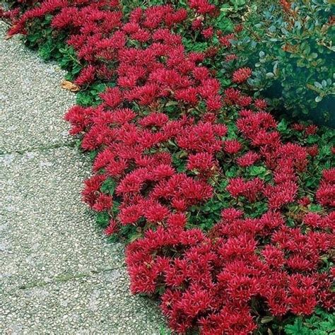 Full Sun Perennials | Sedum plant, Perennials, Sedum