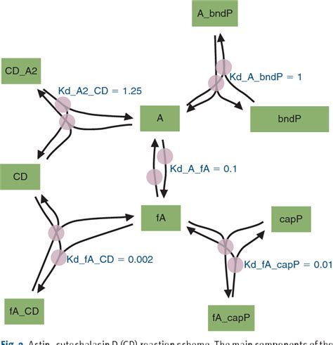 Figure 1 from Microscopy-based HTS examines the mechanism of stress F-actin fiber disruption by ...