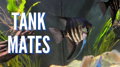 Top 10 Tank Mates for Freshwater Angelfish - YouTube