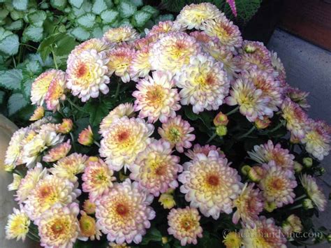 Perennials for Fall Color that Last Until Winter| Hearth and Vine