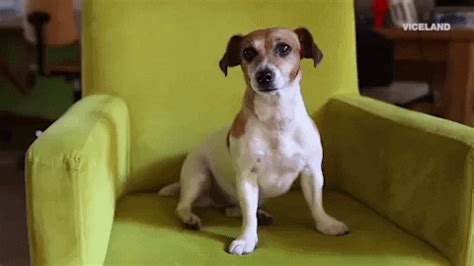 Confused Dog GIFs - Find & Share on GIPHY