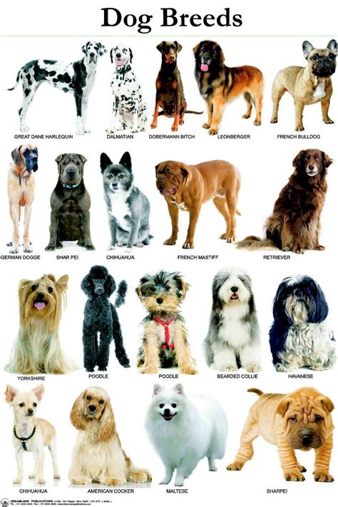 Identifying Dog Breeds With Convolutional Neural Networks (CNN) | by Felipe de Macêdo | Medium