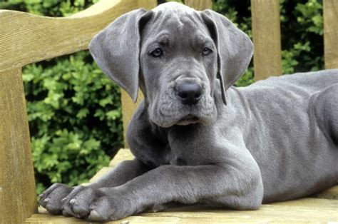 12 Best Dog Beds For Great Danes: Cozy King-Size Picks