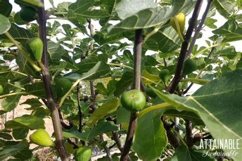 Growing Fig Trees in Containers for a Small Space Fruit Harvest