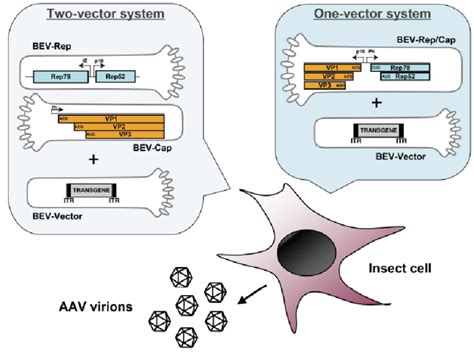 Production, Purification and Characterization of Adeno-Associated Vectors (PDF Download Available)