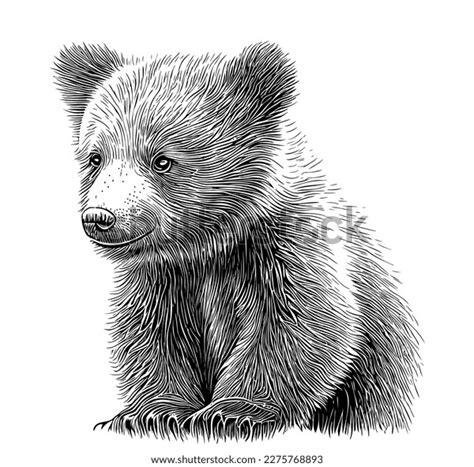 Bear Cub Hand Drawn Sketch Illustration Stock Illustration 2275768893 ...