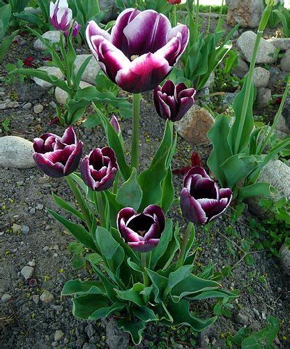 bicolor purple tulip :) | Purple tulips, Spring bulbs, Tulips