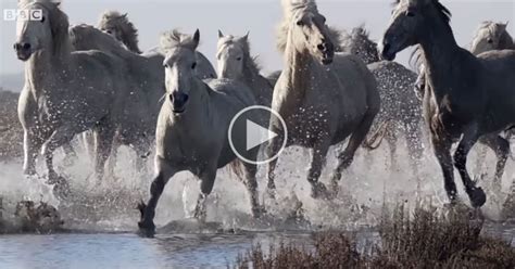 A Pack of Wild Horses Running Slow Mo Through Water is as Majestic as it Sounds » TwistedSifter