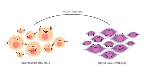 Two Types Of Stem Cells