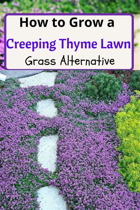 How to grow a Red Creeping Thyme Lawn - Grass Alternative | Front yard garden, Grass alternative ...