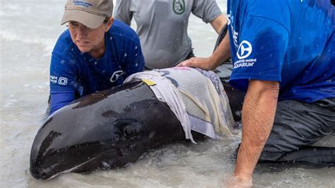 Beached 8-foot whale rescued from Pinellas beach