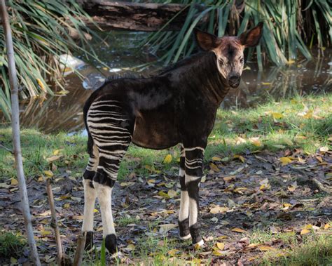 Video: Los Angeles Zoo has a new baby okapi | 89.3 KPCC