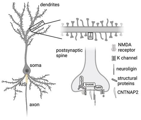 Current Best Practices for Analysis of Dendritic Spine Morphology and ...