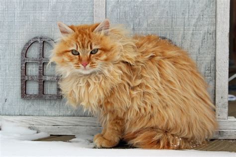 Maine Coon orange tabby - MaineCoon.org