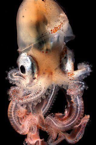 Octopus Larvae / Larva de Pulpo Octopus Larvae born measuring a few millimeters, but grow ...