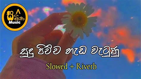 සුදු පිච්ච හැඩ වැටුණු - Sudu Pichcha Hada Wetunu (Slowed + Riverb) @sachiya85 - YouTube