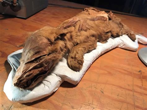 Mummified remains, more than 50,000 years old, unveiled in Yukon