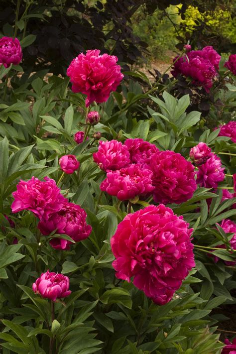 Paeonia ‘Karl Rosenfeld’ | Kiefer Nursery: Trees, Shrubs, Perennials