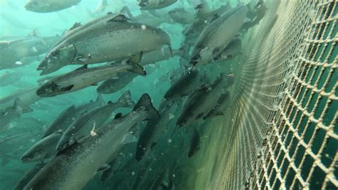 2,204 Salmon fish farm Stock Video Footage - 4K and HD Video Clips | Shutterstock