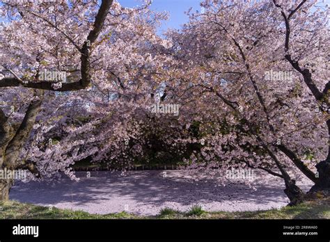 Cherry blossoms in Hirosaki Park Stock Photo - Alamy