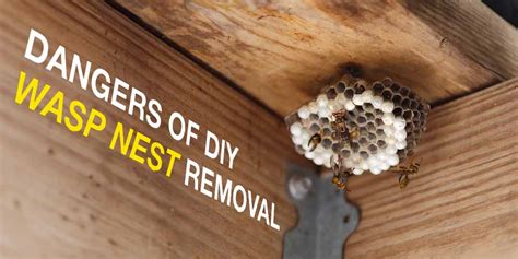 Dangers of DIY Wasp Nest Removal