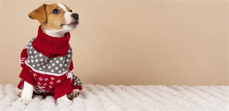 Beautiful Fall Dog Sweater Knitting Patterns