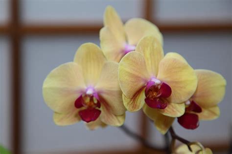 Orchids - US Botanic Garden - 011350 Photograph by DC Photographer - Fine Art America