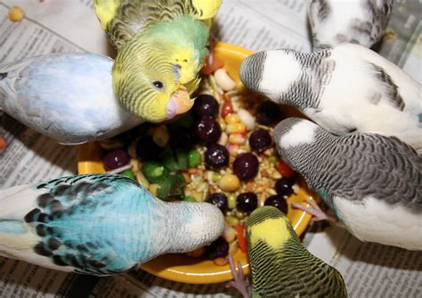 Parrot Friendly Fruits And Greens: What And How To Feed Your Pet Birds | The Pets Dialogue