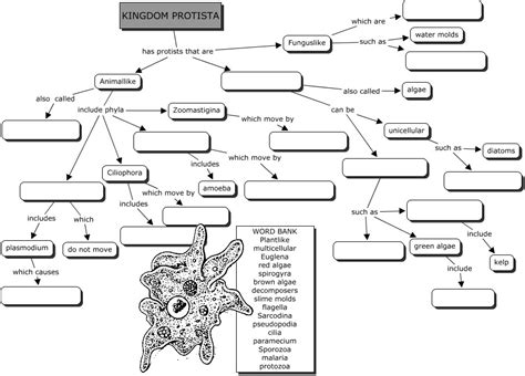 Kingdom Protista Concept Map