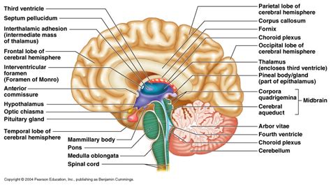 neuroscience - If the optic nerve transmits to both hemispheres, how do split-brain experiments ...