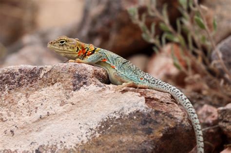 Eastern Collared Lizard - Colorado National Monument (U.S. National ...