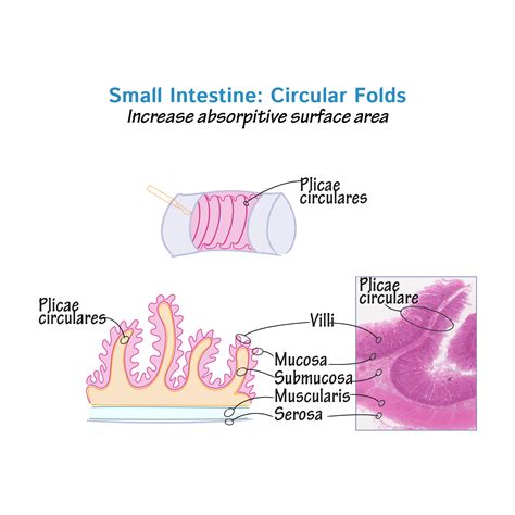 Histology Glossary: Plicae Circulares | Draw It to Know It