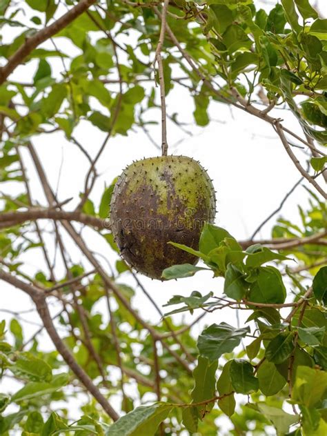 Green Soursop Fruit stock photo. Image of graviola, nutrition - 232804378