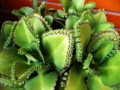 Quiet Corner:Mother Of Thousands - Bryophyllum Daigremontianum - Quiet ...